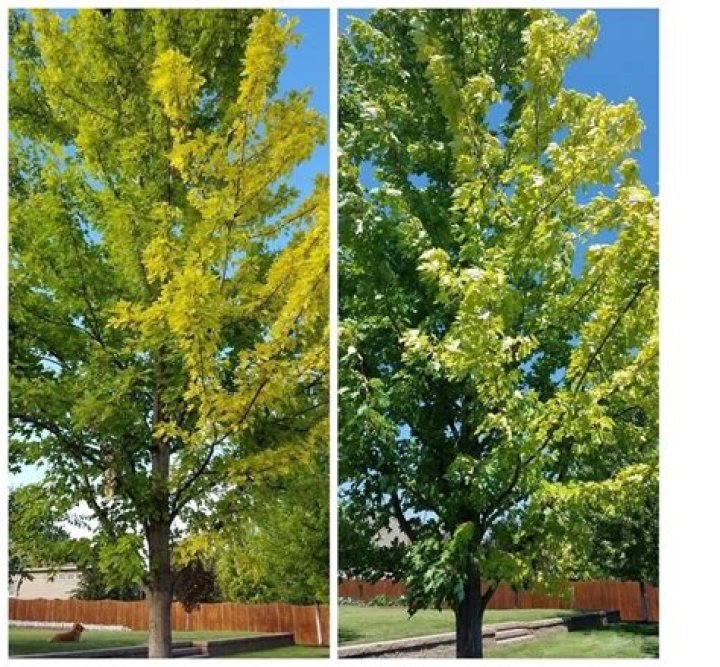 How do you fix iron chlorosis in maple trees?