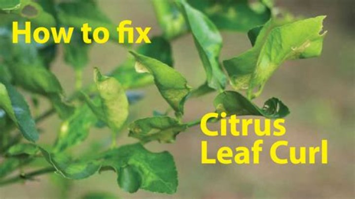 How do you fix leaf curl on citrus trees?