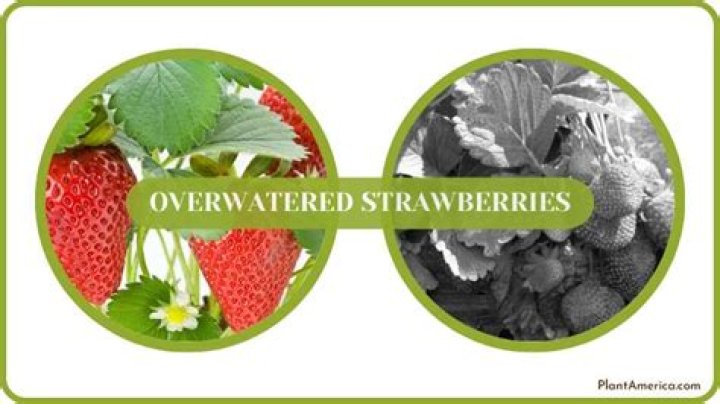 How do you fix over watered strawberries?