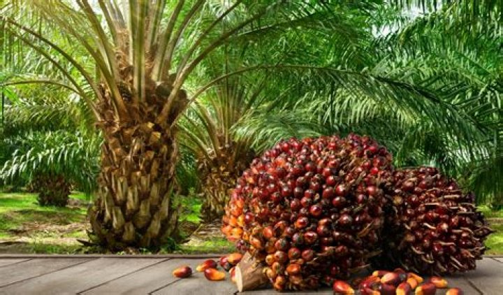 How do you fix palm oil?