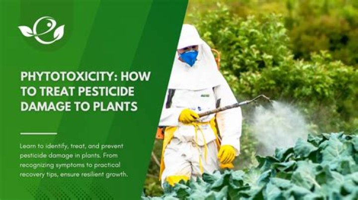 How do you fix pesticide burn on plants?