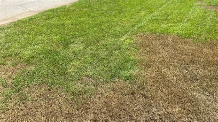 How do you fix rabbit damage to grass?