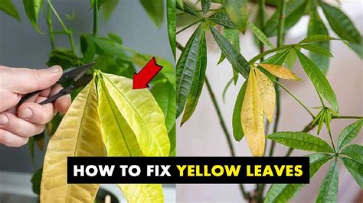 How do you fix yellow leaves on apple trees?