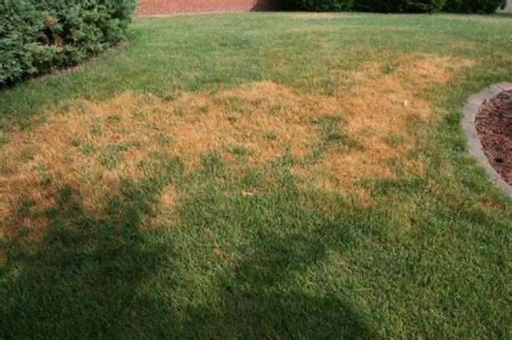 How do you get brown grass to grow back?