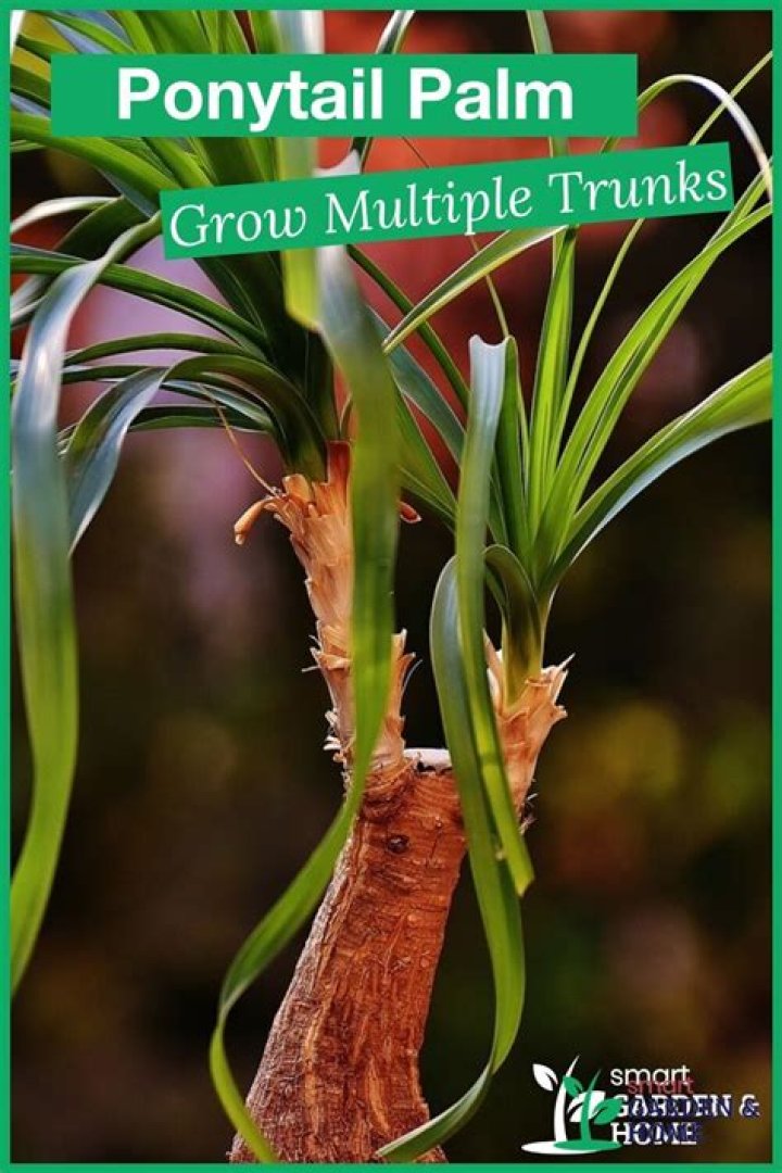 How do you get multiple trunks in a ponytail palm?