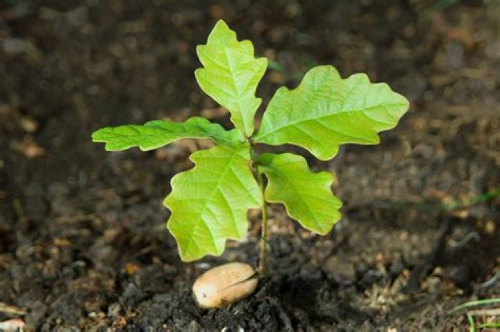 How do you get rid of a tree offshoots?