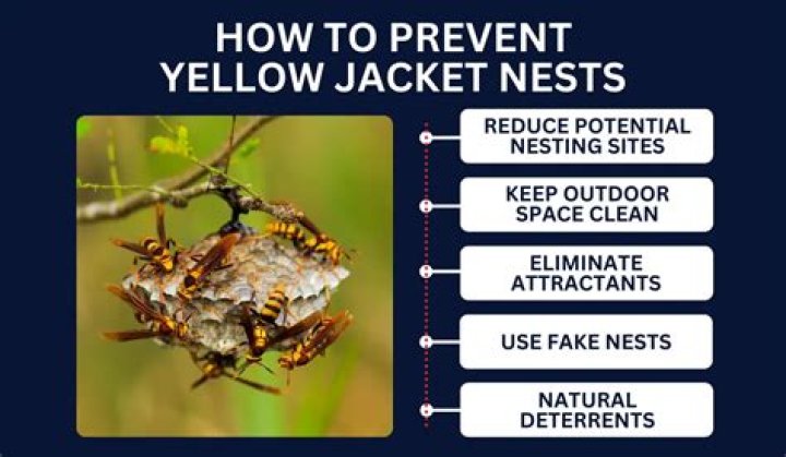 How do you get rid of a yellow jacket nest under siding?