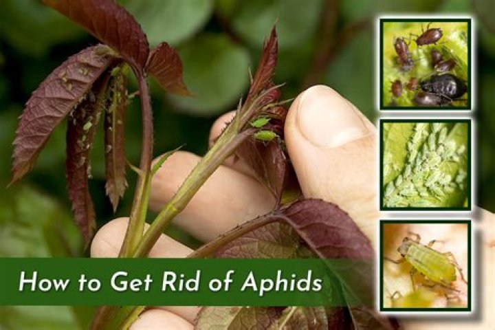 How do you get rid of ash aphids?