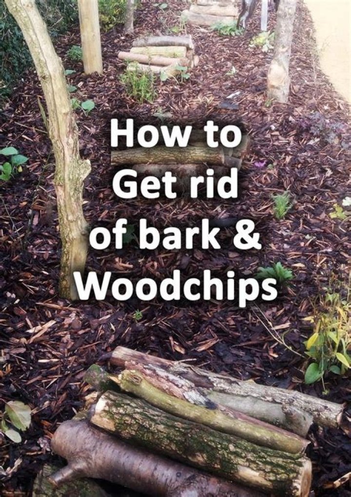 How do you get rid of bark lice on trees?