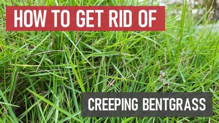 How do you get rid of bent grass?