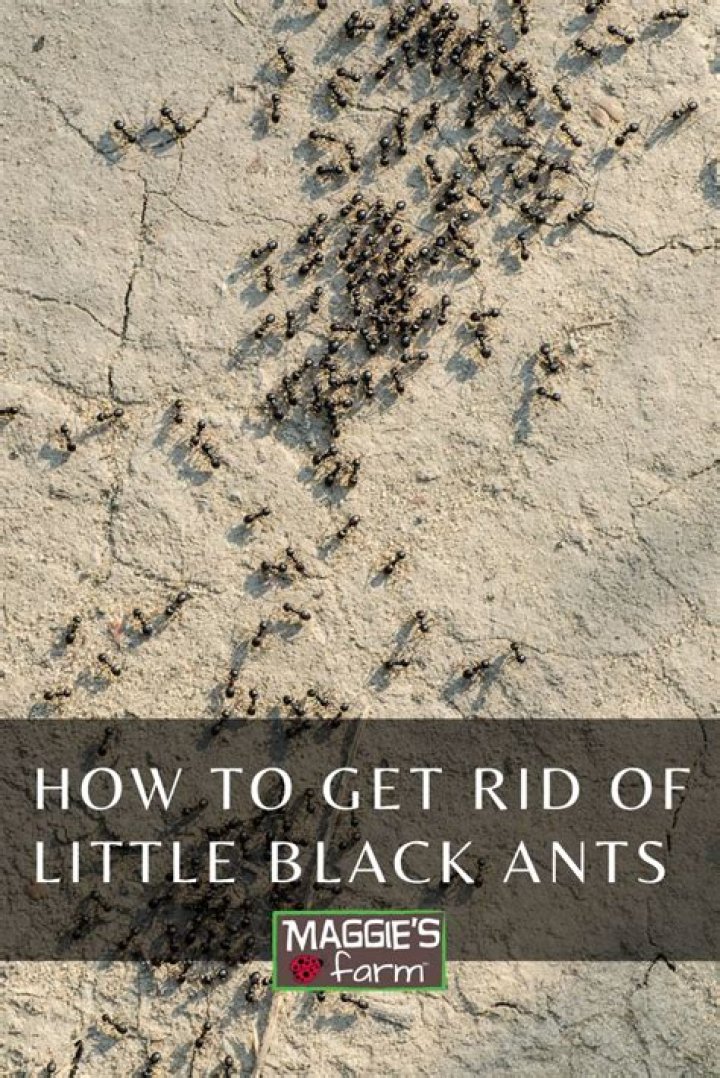 How do you get rid of black ants in a tree?