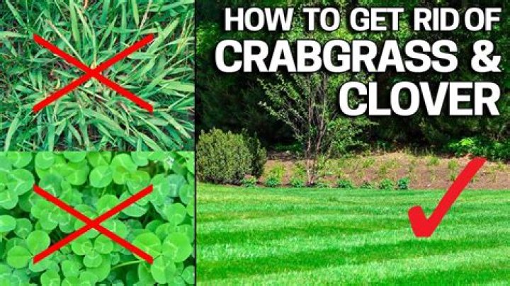 How do you get rid of brown clover?