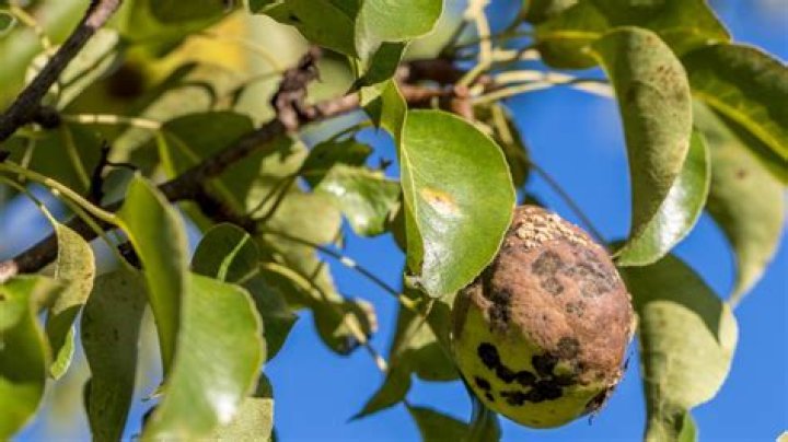 How do you get rid of brown spots on pear trees?