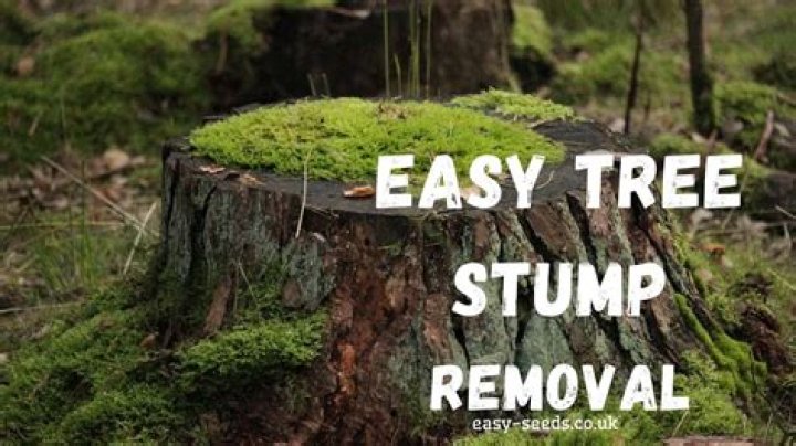 How do you get rid of cedar tree stumps?