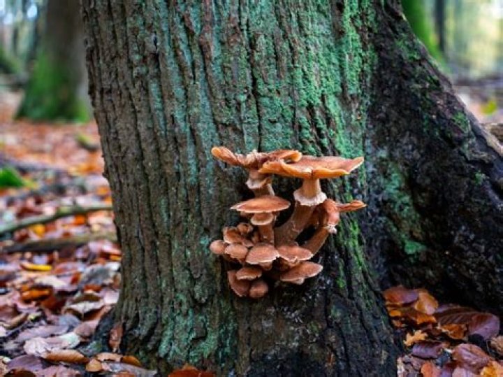 How do you get rid of fungus on a maple tree?