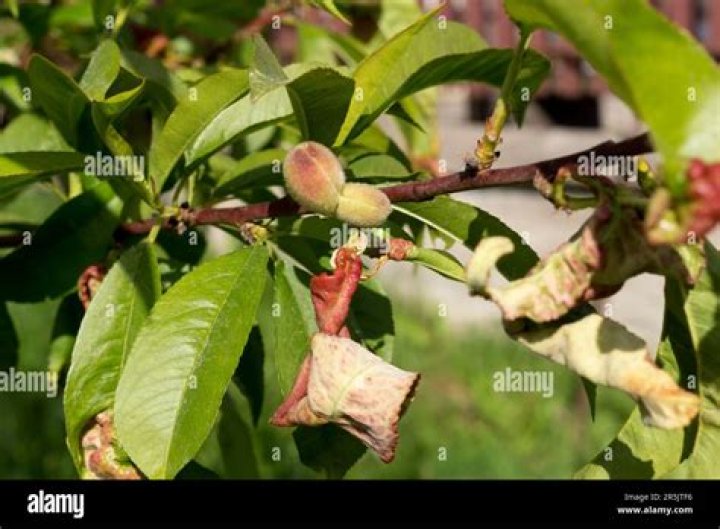 How do you get rid of fungus on a peach tree?
