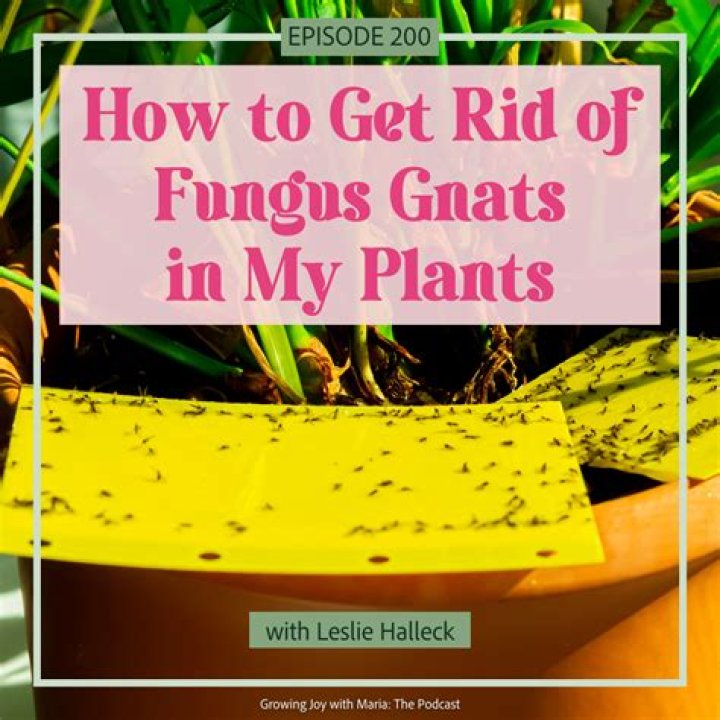 How do you get rid of fungus on plant roots?