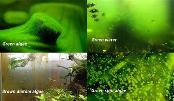 How do you get rid of green tree fungus?