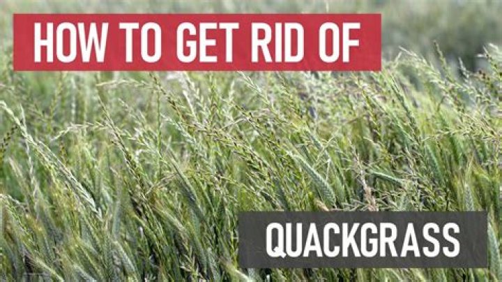 How do you get rid of lime green grass?