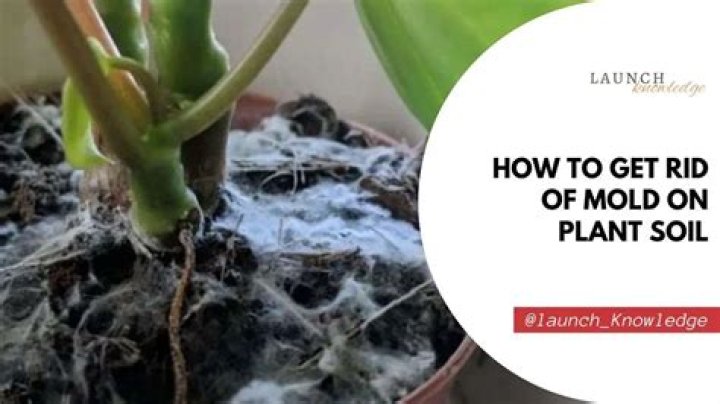 How do you get rid of mold in a tree trunk?