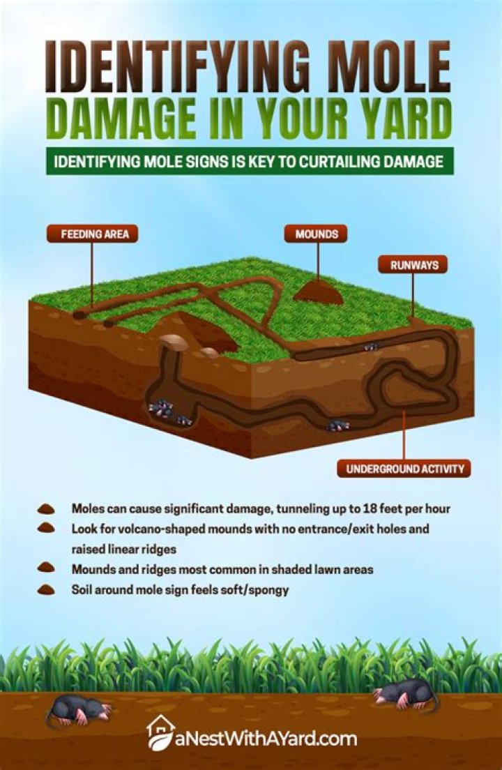 How do you get rid of moles without killing grass?