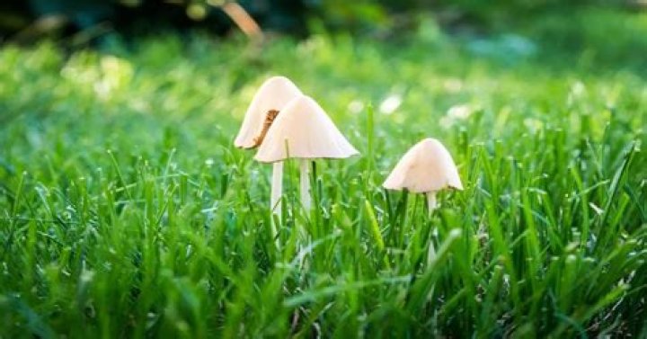How do you get rid of mushrooms in your lawn but not grass?