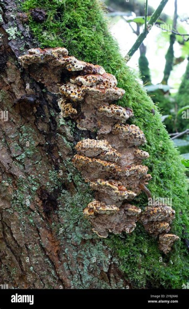 How do you get rid of oak bracket fungus?