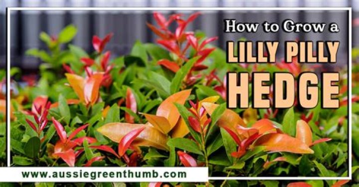 How do you get rid of psyllids on Lilly Pilly?
