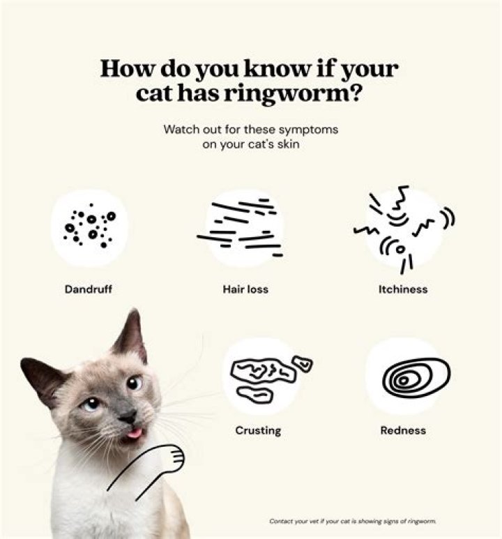 How do you get rid of ringworm spores?