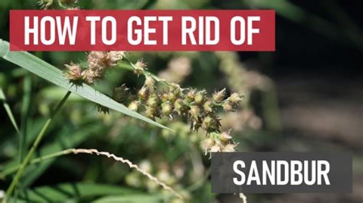 How do you get rid of sand burrs in your yard?