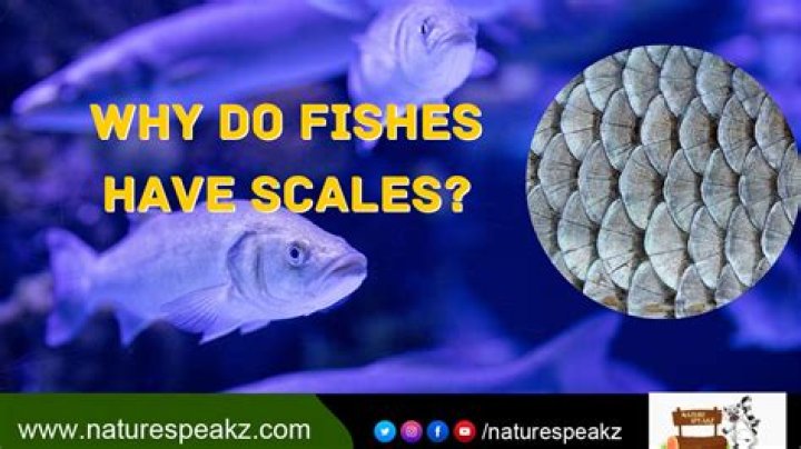 How do you get rid of scales on trees?
