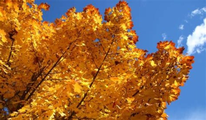 How do you get rid of Tar spot on maple trees?