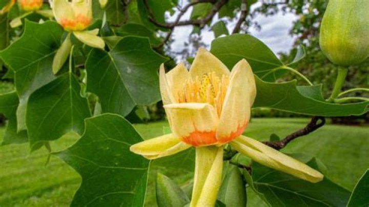 How do you get rid of tulip tree scales?