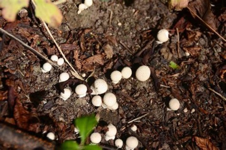How do you get rid of white fungus on crepe myrtles?