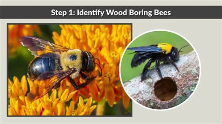 How do you get rid of wood boring bumble bees?