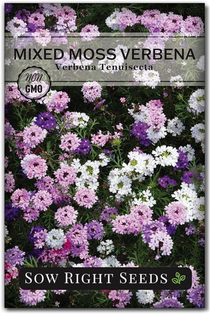 How do you grow moss verbena from seed?