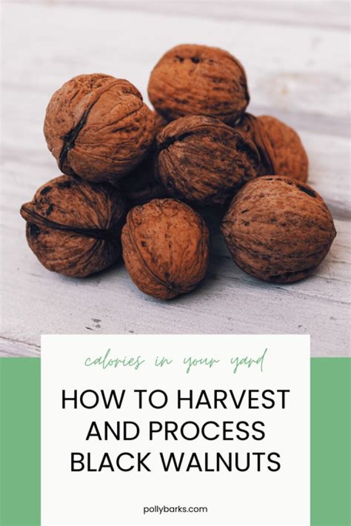 How do you harvest and process English walnuts?