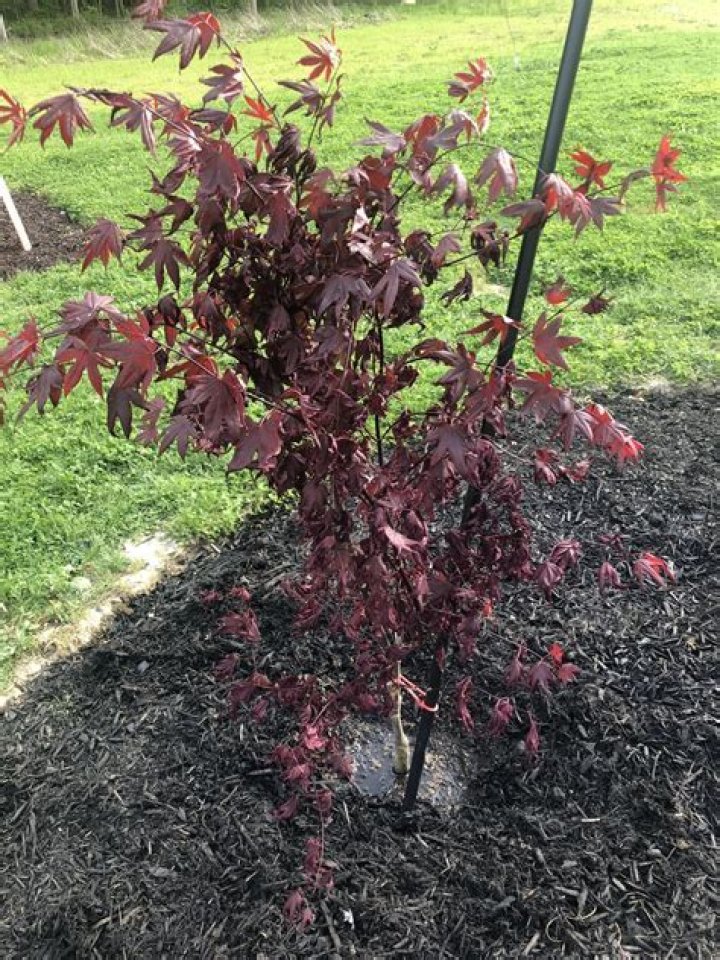How do you help a struggling Japanese maple?
