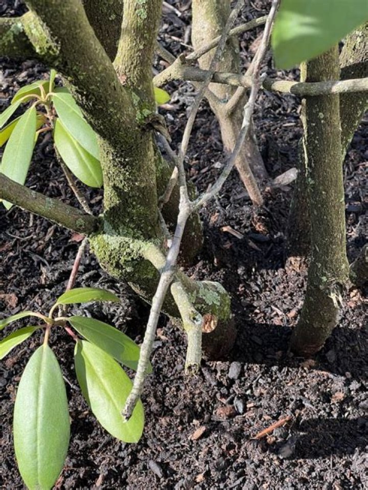 How do you help a struggling rhododendron?