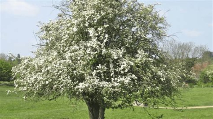 How do you identify a hawthorn tree?