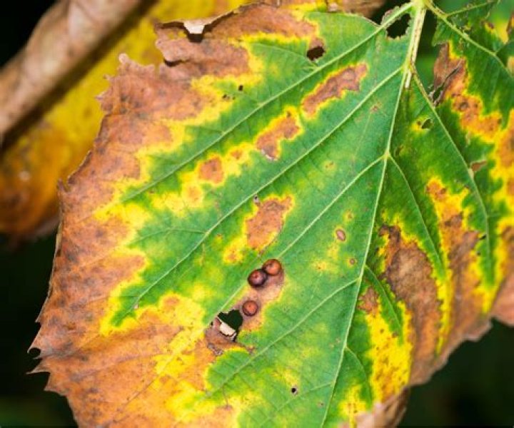 How do you identify a leaf scorch?