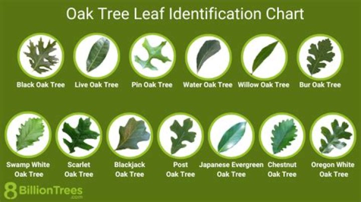 How do you identify a pin oak?