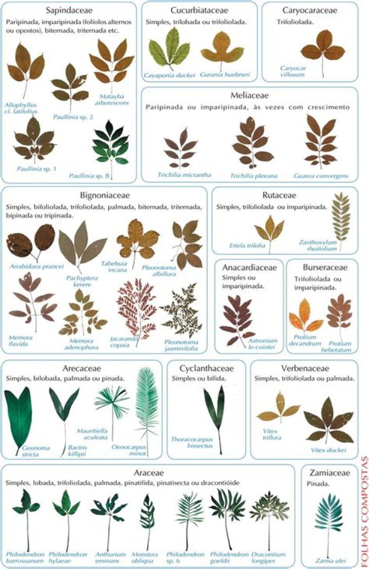 How do you identify a plant?