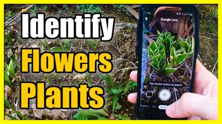 How do you identify a strange plant?
