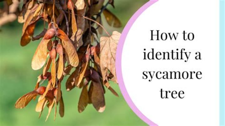 How do you identify a sycamore tree?