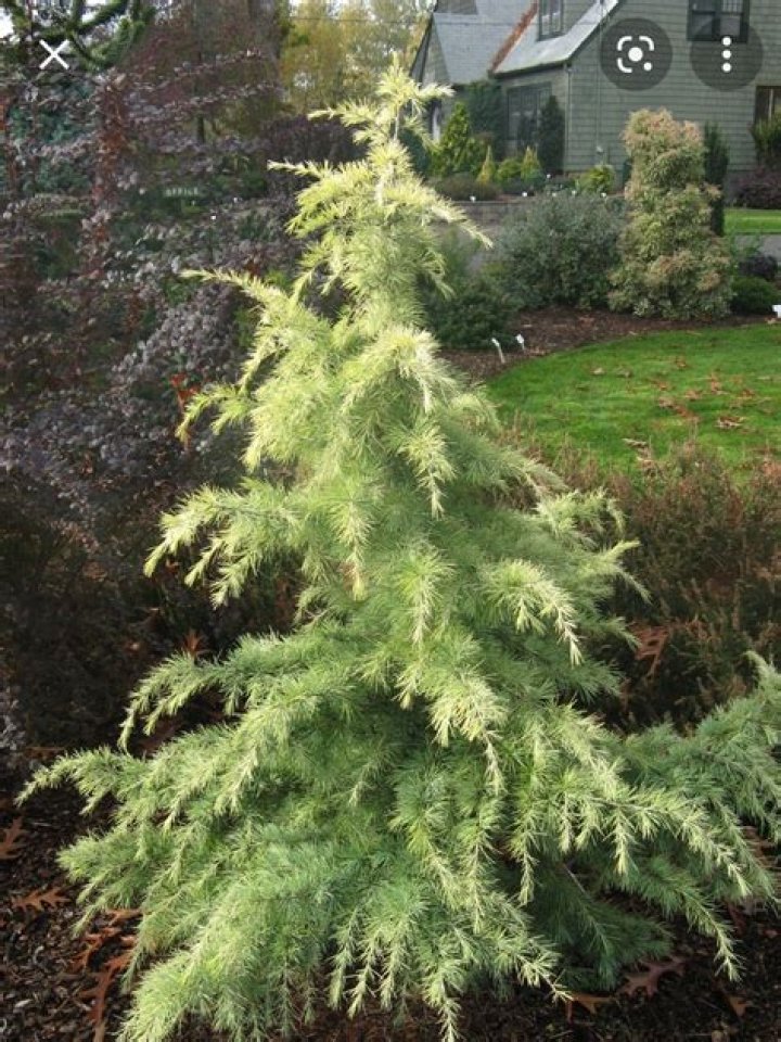 How do you identify Cedrus Deodara?