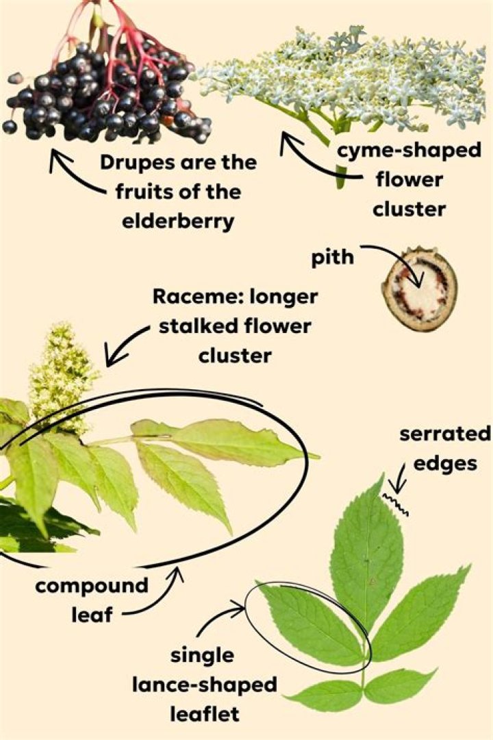 How do you identify tree disease?