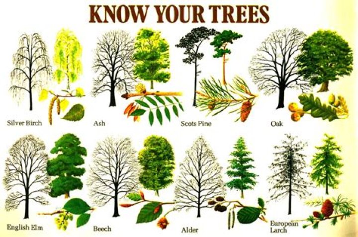 How do you identify tree species?