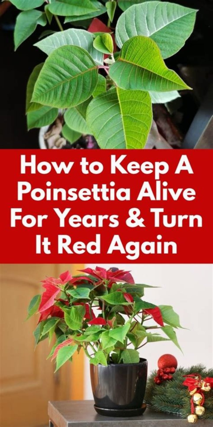 How do you keep a poinsettia alive indoors?