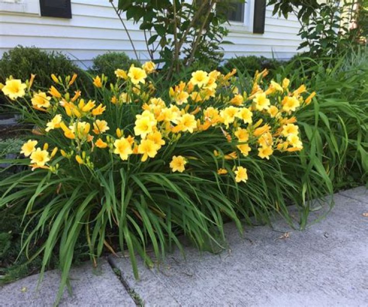 How do you keep daylilies from turning brown?